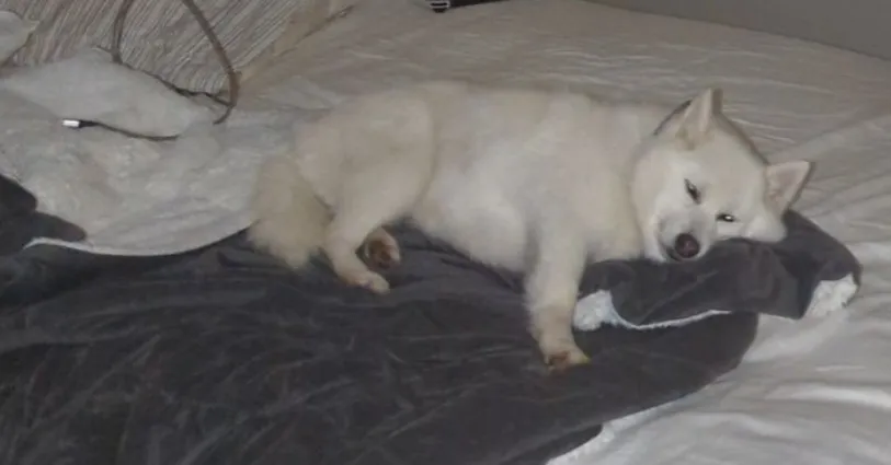 A picture of my old dog, Monika.